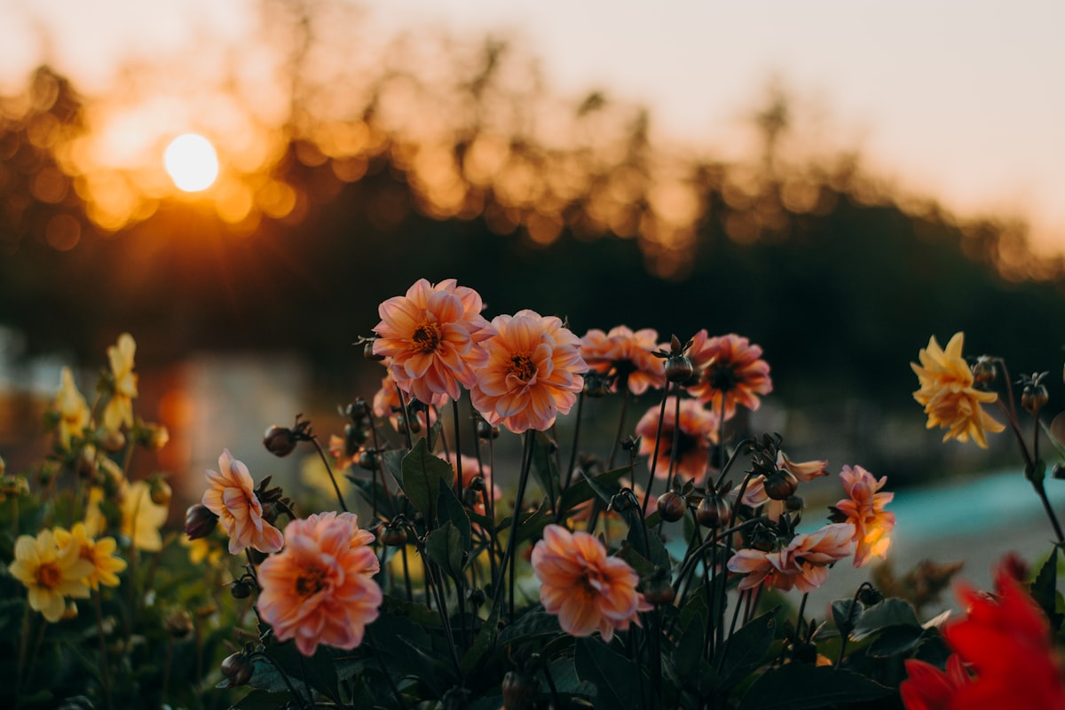 夕陽の光に照らされて咲き誇る花々。課題を価値に変え、再び咲く明るい未来のイメージ。